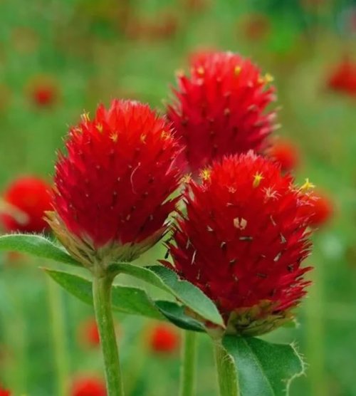 Gomphrena Globosa Seeds - 100PCS Extra Rare Red Flower Seeds for Vibrant Gardens