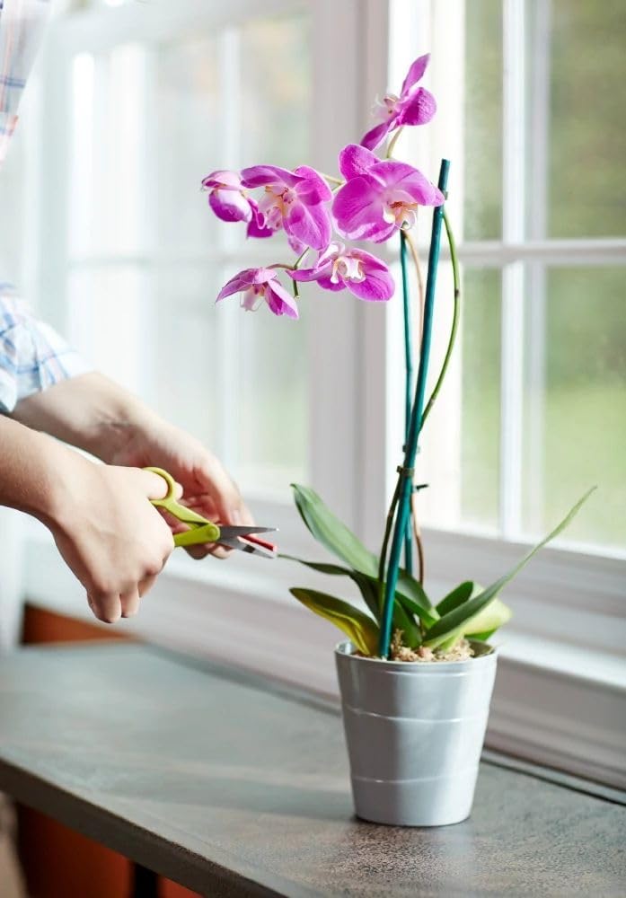 Miracle-Gro Orchid Plant Food Spikes - 10 Fertilizer Sticks for Potted Orchids | Lasts Up to 2 Months