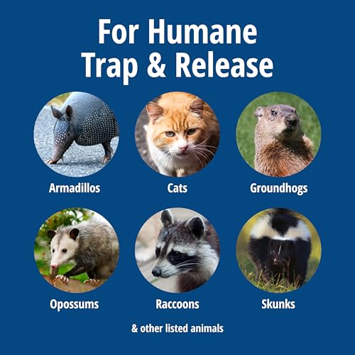Large Humane Animal Trap for Raccoons Cats and More - Heavy Duty Steel
