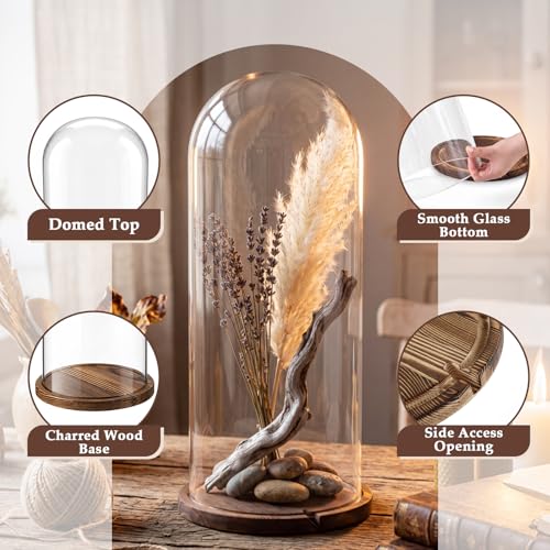 22'' x 8.66'' Glass Dome Cloche Display with Dark Wood Base – Tall Clear Cover for Decor & Collection
