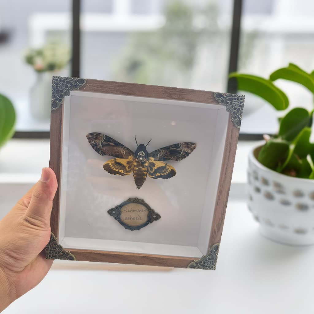 Real Acherontia Death Head Moth Framed,Handmade Wood Shadow Box Insect Specimen for Unique Curiosity Collectors - Tabletop, Wall Art, Home Decor, Living Room, Gallery, and Bedroom (Death's Head Moth)