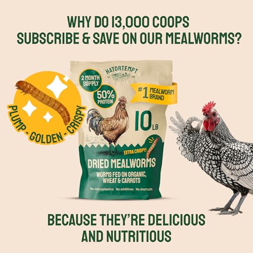 5lb Dried Mealworms for Chickens & Wild Birds - Whole Crispy Bird Food