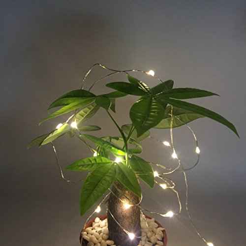 Luna gift Pack 2 Indoor Mini Starry String Lights, Battery-Operated Fairy Lights with Timer for Christmas Party Bedroom Decoration,50Count LEDs,18FT Silver Wire (Warm White)