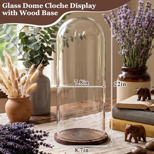 22'' x 8.66'' Glass Dome Cloche Display with Dark Wood Base – Tall Clear Cover for Decor & Collection