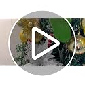 Stadeco Silver 10-Inch Christmas Glitter Poinsettia Flowers Decorations, 10 Pcs