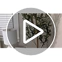6ft Artificial Olive Tree - Realistic Indoor Faux Plant by Realead