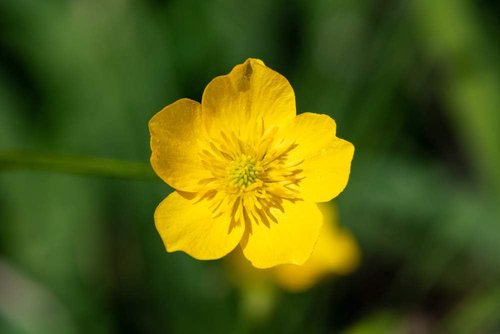 Isla’s Garden Seeds Western Buttercup Seeds - 250+ Non-GMO Heirloom Seeds for Pollinator Gardens