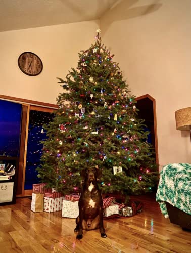 Heavy Duty Christmas Tree Stand for Live Trees Up to 8 Feet with Watering System