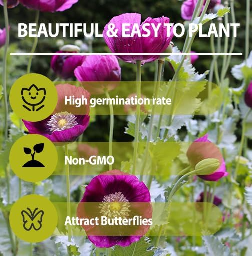 Purple Poppy Flower Seeds - 4200+ Heirloom Non-GMO Seeds for a Colorful Blooming Garden