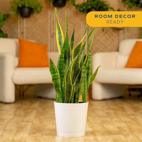 Large Snake Plant in Decorative Pot - Indoor Air Purifying Plant, Low Light, Easy Care