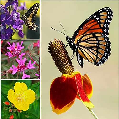 Perennial Wildflower Seeds - 31 Varieties, 100,000+ Non-GMO Seeds for Hummingbird & Butterfly Gardens