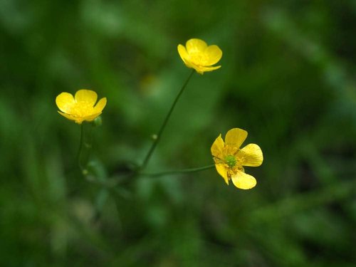 Isla’s Garden Seeds Western Buttercup Seeds - 250+ Non-GMO Heirloom Seeds for Pollinator Gardens