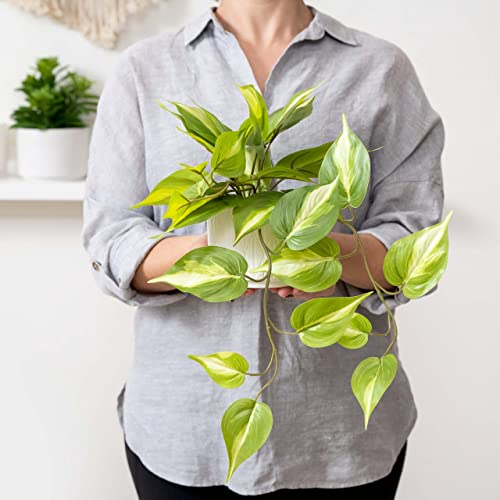 Artificial Pothos Plant with Ceramic Pot - Green Faux Trailing Ivy for Shelves