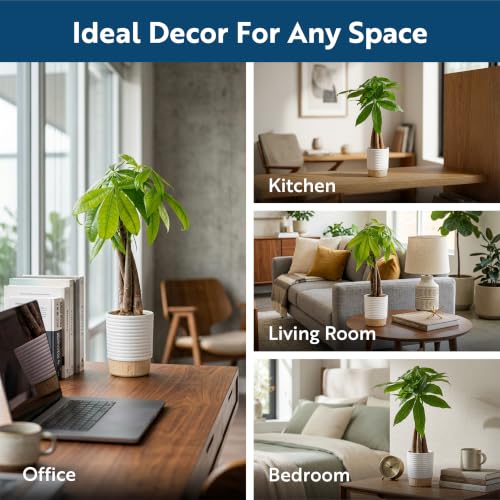 Medium Indoor Money Tree Plant in Decorative Pot - Easy Care Pet Safe Feng Shui