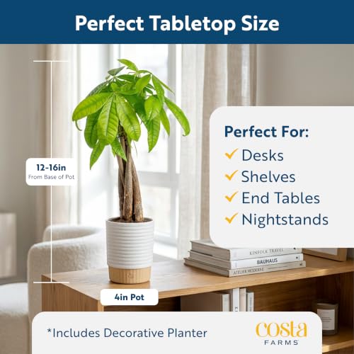 Medium Indoor Money Tree Plant in Decorative Pot - Easy Care Pet Safe Feng Shui