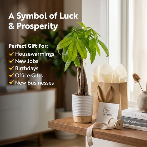 Medium Indoor Money Tree Plant in Decorative Pot - Easy Care Pet Safe Feng Shui