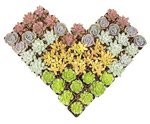 Altman Plants 50-Pack Premium Succulent Plants - 5 Varieties in 2-Inch Pots, Assorted Colors & Shapes