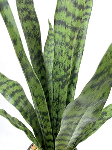 Bird Fiy Faux Snake Plant 22.5 Inches with White Pot - Artificial Indoor & Outdoor Decor