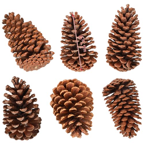 Huwena 6 Pcs Large 6-7 Inch Natural Pine Cones Unscented