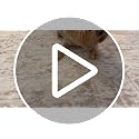 8x10 Washable Area Rug - Beige Ivory Cream Brown Camel Non-Slip Living Room Carpet