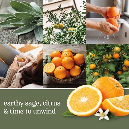 Yankee Candle ScentPlug Refill Sage & Citrus (4 Pack) - Long-Lasting Home Fragrance