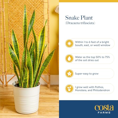 Large Snake Plant in Decorative Pot - Indoor Air Purifying Plant, Low Light, Easy Care