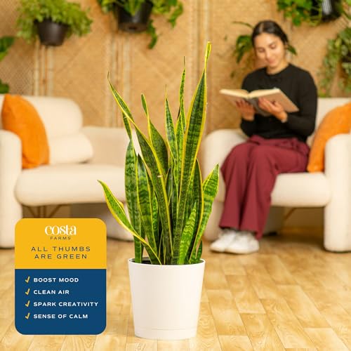 Large Snake Plant in Decorative Pot - Indoor Air Purifying Plant, Low Light, Easy Care