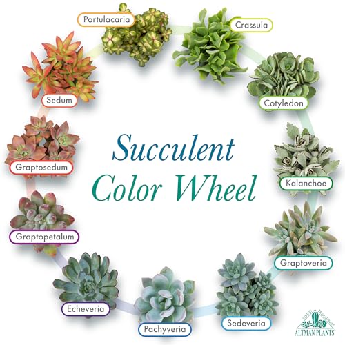 Altman Plants 50-Pack Premium Succulent Plants - 5 Varieties in 2-Inch Pots, Assorted Colors & Shapes