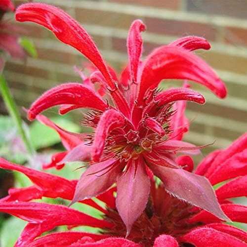 Fireball Bee Balm Flower Root - Attracts Butterflies & Hummingbirds - Easy to Grow Perennial Plants for Outdoor Gardens