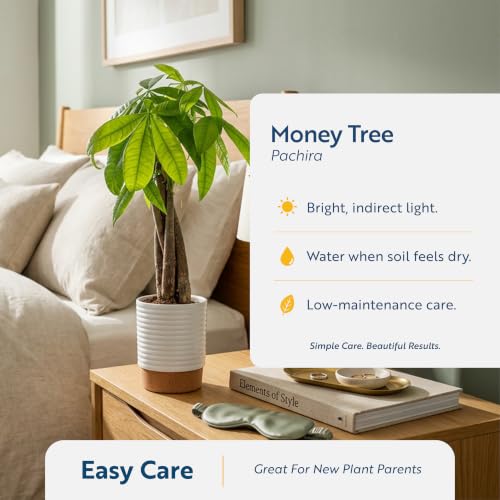 Medium Indoor Money Tree Plant in Decorative Pot - Easy Care Pet Safe Feng Shui