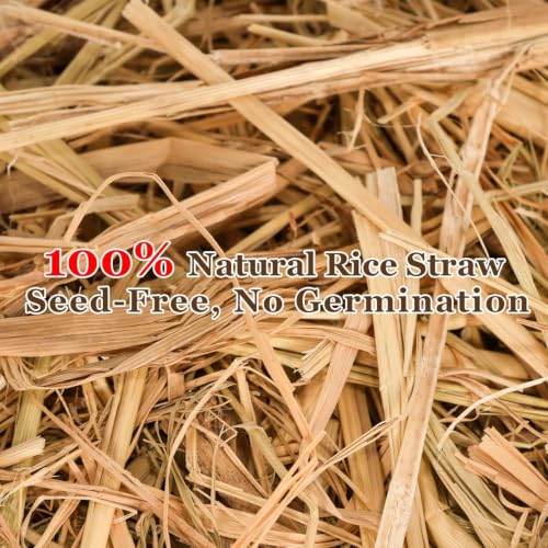 PJT Medium Natural Straw Hay Bale 16x8x6 in Fall Halloween Decor, Authentic Harvest Look