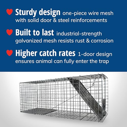 Large Humane Animal Trap for Raccoons Cats and More - Heavy Duty Steel
