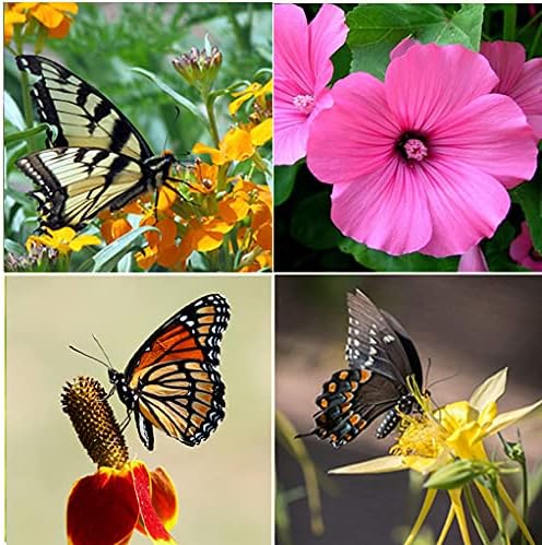 Perennial Wildflower Seeds - 100,000 Non-GMO Seeds for Hummingbird & Butterfly Gardens | 25 Varieties