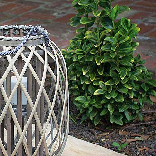 Kalalou Grey Willow Lantern 11-inch Indoor Decorative Light