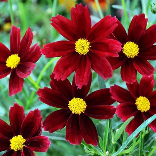 Coreopsis | 2000+ Non-GMO Dwarf Wild Flower Seeds for Outdoor Planting - Perennial Blooming Garden