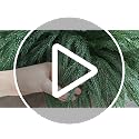 16 Pcs Artificial Norfolk Pine Stems, 18 Inch Christmas Greenery For