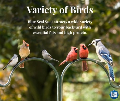 Blue Seal Berry Blend Suet Cakes for Wild Birds - No Mess Feed for Woodpeckers & Cardinals - 11oz Variety Pack of 6