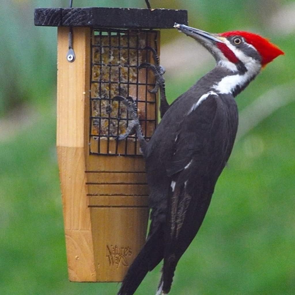 Nature's Way Bird Products Suet Bird Feeder - Tail-Propping Design | 12"H x 7.875"L x 3"W, Brown