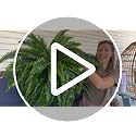 Large Artificial Boston Fern Plant - 47 Inch Faux Bush with 88 Branches, Indoor & Outdoor Decor