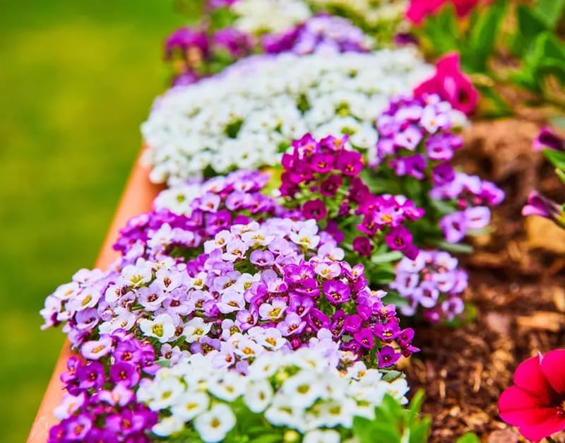 Sweet Alyssum Seeds - 200+ Premium Mix for Vibrant Groundcover Flowers | Perfect for Garden Planting