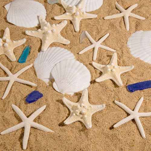QEQEKAKA 15PCS Natural Starfish and Scallop Shells 2"-3" White Small Seashells & Starfish for Crafts & Shells Painting, Natural Beach Theme Wedding Party Decoration, Home Decor DIY Christmas Ornaments