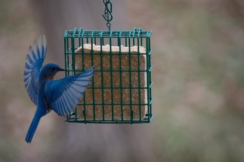 C&S Berry Delight No-Melt Suet Dough - 11.75 oz | Perfect For Attracting Wild Birds