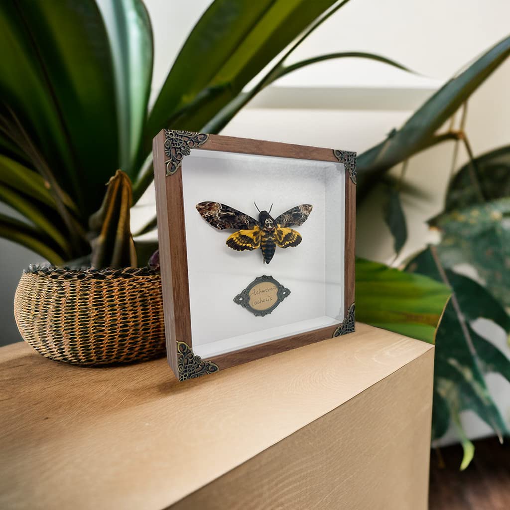 Real Acherontia Death Head Moth Framed,Handmade Wood Shadow Box Insect Specimen for Unique Curiosity Collectors - Tabletop, Wall Art, Home Decor, Living Room, Gallery, and Bedroom (Death's Head Moth)