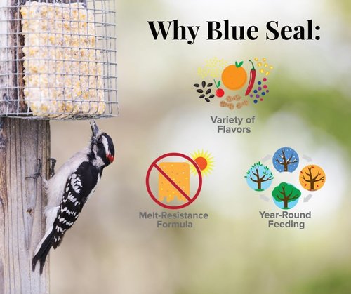 Blue Seal Berry Blend Suet Cakes for Wild Birds - No Mess Feed for Woodpeckers & Cardinals - 11oz Variety Pack of 6