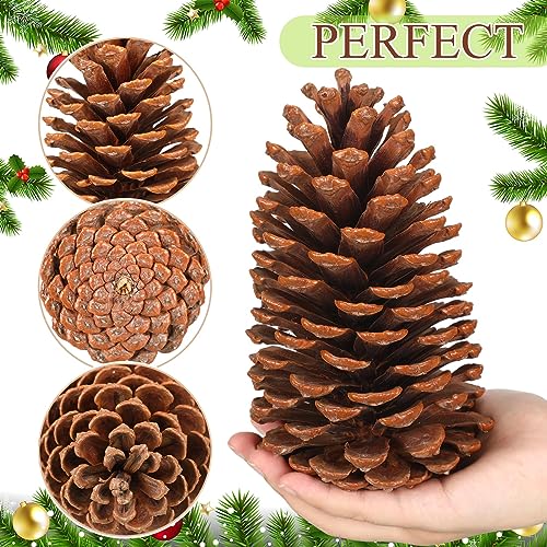Huwena 6 Pcs Large 6-7 Inch Natural Pine Cones Unscented