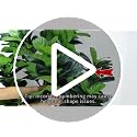 8FT Faux Fiddle Leaf Fig Tree - Realistic Artificial Indoor Plant, JOZHENJU