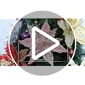 Briful 12'' Large Heads Christmas Glitter Poinsettia Flowers Tree