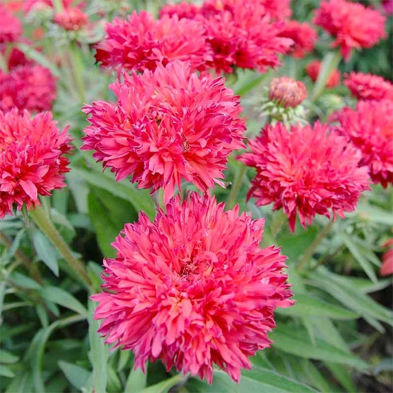 Regine Switzerland 3200+ Mix Cornflower Seeds - Non-GMO Bachelor Button Flower Seeds for Outdoor Gardens