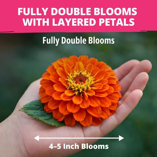 HOME GROWN Zinnia Dahlia Seeds - 524 Non-GMO Flower Seeds for Vibrant Pollinator Gardens & Borders