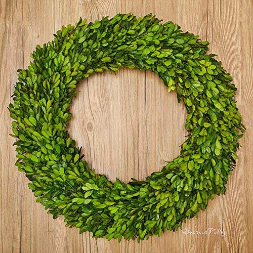 Boxwood Wreath X-Large 22 Inch Preserved Natural Green Home Decor Stay Fresh